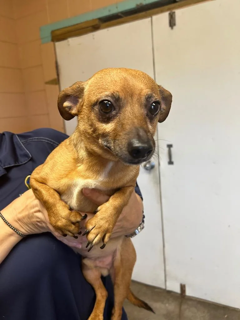 An adult small-sized male Chihuahua dog named Zeus for adoption in Gautier, MS