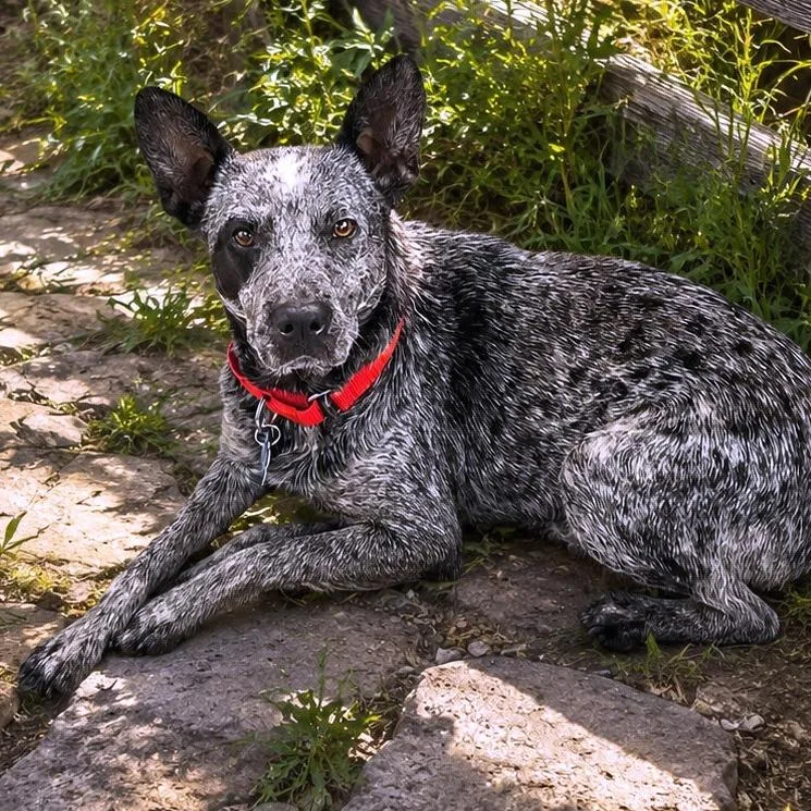 An adult medium-sized female Black Australian Cattle Dog / Blue Heeler dog named Pebble for adoption in Boerne, TX