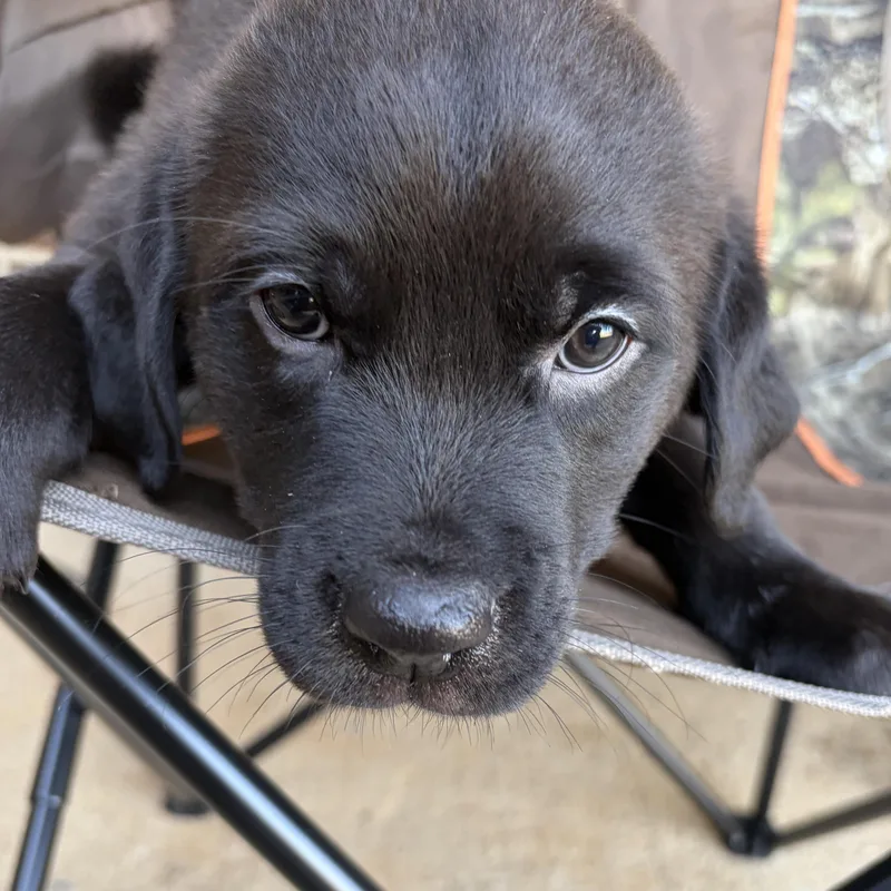A baby medium-sized female Black Mouth Cur dog named Mahogany for adoption in Krum, TX