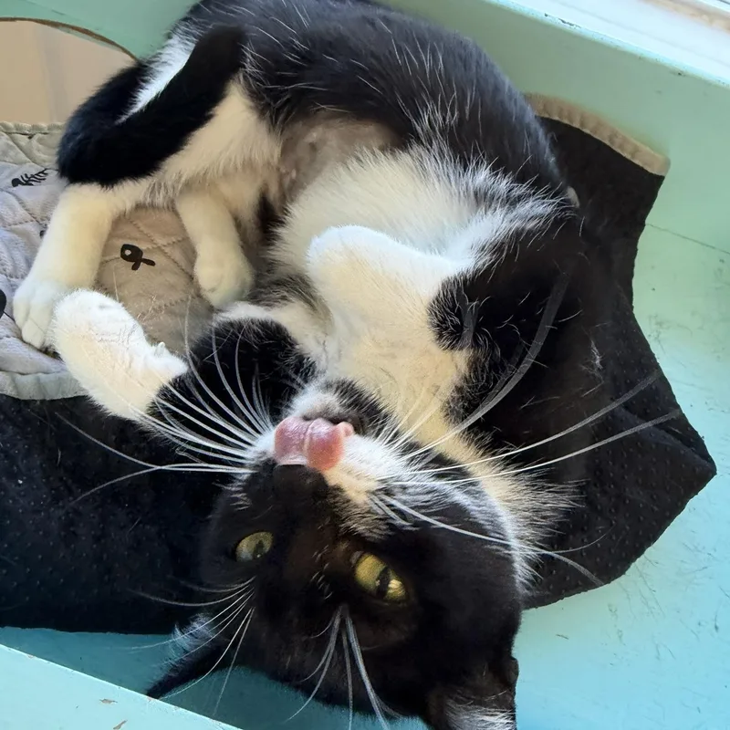 A young small-sized female Domestic Short Hair cat named Mustache for adoption in Alma, MI