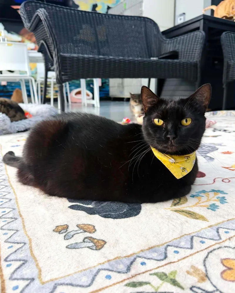An adult large-sized female Black Domestic Short Hair cat named Mary for adoption in Tavares, FL