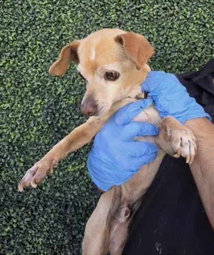 A baby small-sized male Yellow / Tan / Blond / Fawn Chihuahua dog named 60810262 for adoption in El Paso, TX