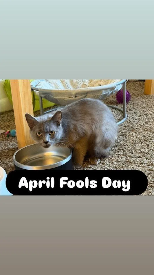 A young medium-sized female Domestic Short Hair cat named April Fools Day for adoption in Madison, AL