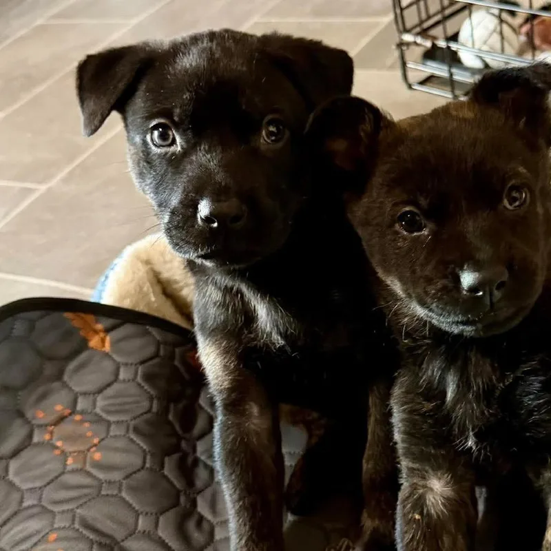 A baby medium-sized female Black Mixed Breed dog named Vanilla Bean for adoption in Fredericksburg, VA