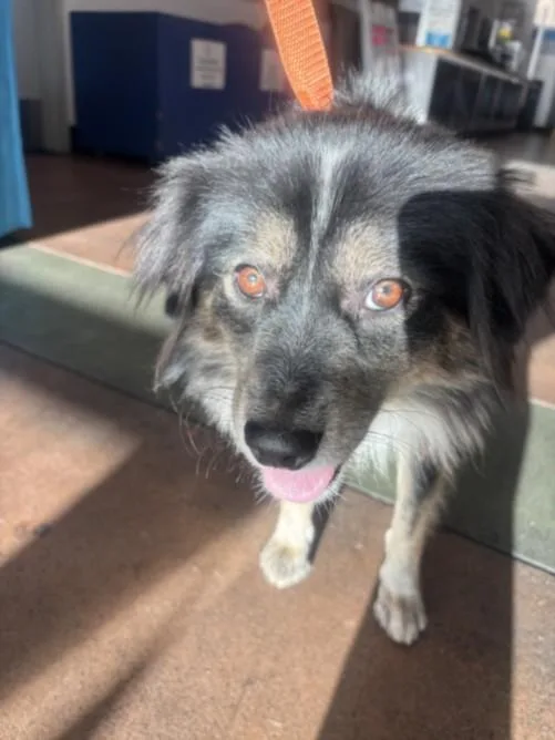 A young small-sized male Australian Shepherd dog named Hutch for adoption in Van Nuys, CA