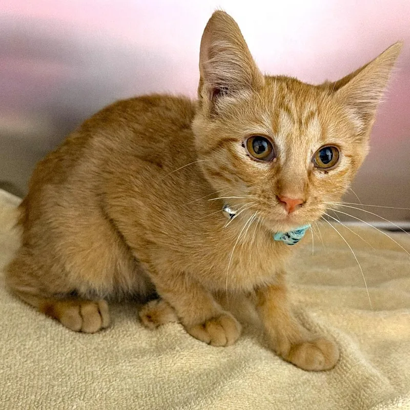 A baby small-sized female Orange / Red Domestic Short Hair cat named "Dream"sicle for adoption in Warrensburg, MO