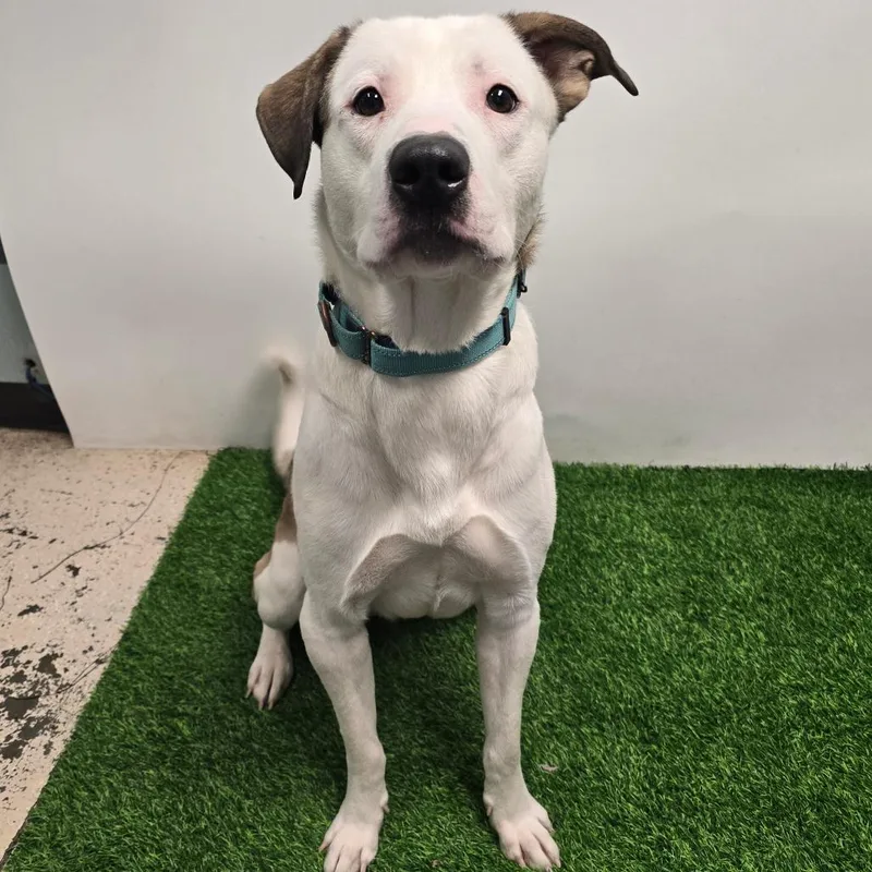 An adult large-sized male Pit Bull Terrier dog named Sam fka Frank Wolff for adoption in Columbia, MO