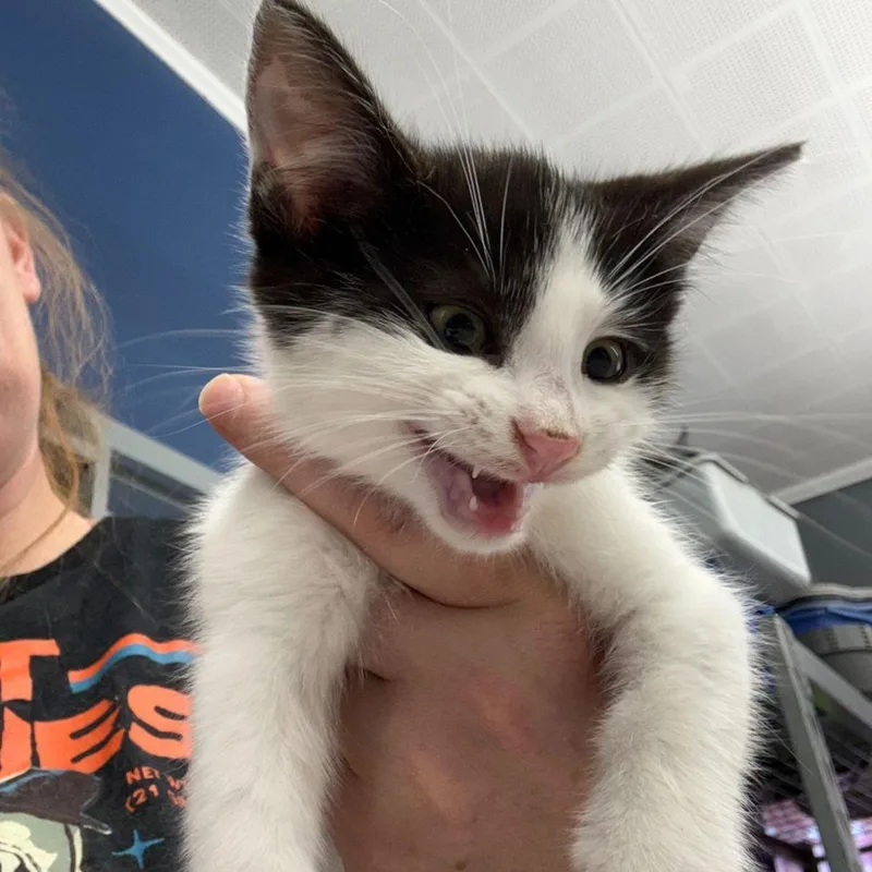 A baby small-sized male Black Domestic Short Hair cat named Ranger for adoption in Oak Hill, WV