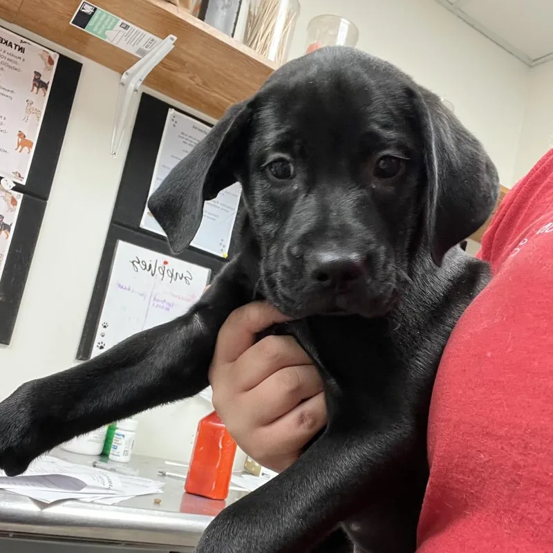 A baby small-sized male Black Labrador Retriever dog named Gunnar for adoption in Parrish, AL