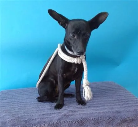 An adult medium-sized female Chihuahua dog named Eve for adoption in Gardena, CA