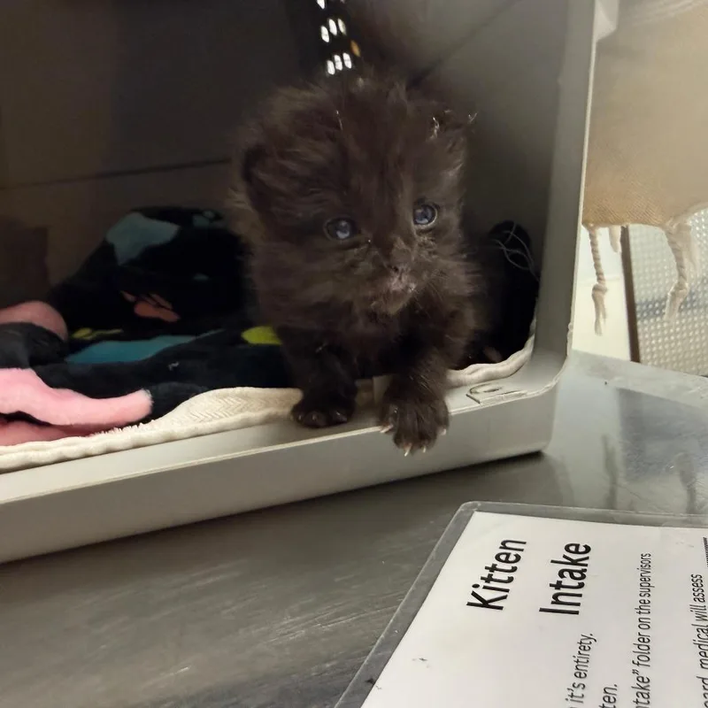 A baby small-sized female Black Domestic Short Hair cat named Ivy for adoption in Durango, CO