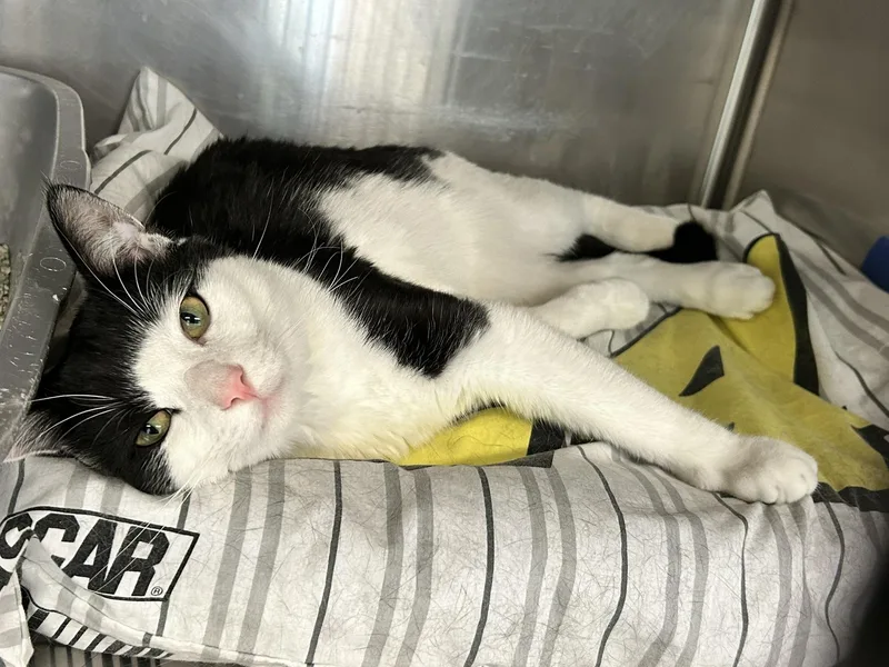 An adult medium-sized male Black & White / Tuxedo Domestic Short Hair cat named Hops for adoption in Sudbury, MA