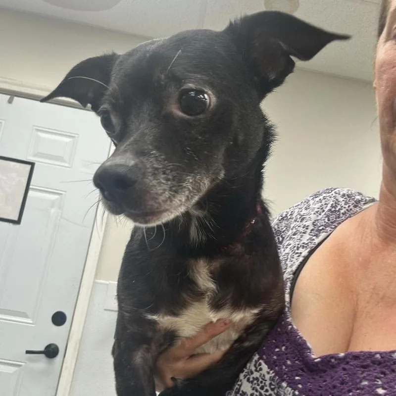 An adult small-sized male Black Mixed Breed dog named Jinu for adoption in Fredericksburg, VA