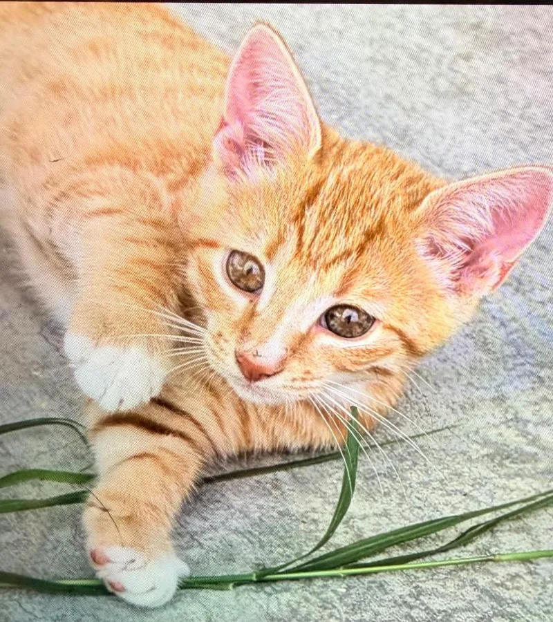 A baby medium-sized male Domestic Short Hair cat named Biscuit for adoption in Mineral, VA