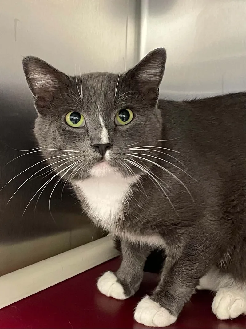 An adult medium-sized male Gray & White Domestic Short Hair cat named Paco for adoption in Covington, VA