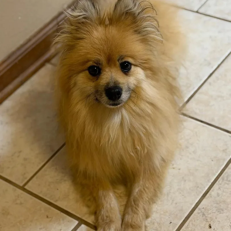 An adult small-sized male Sable German Spitz dog named Cowboy for adoption in mount vernon, AR