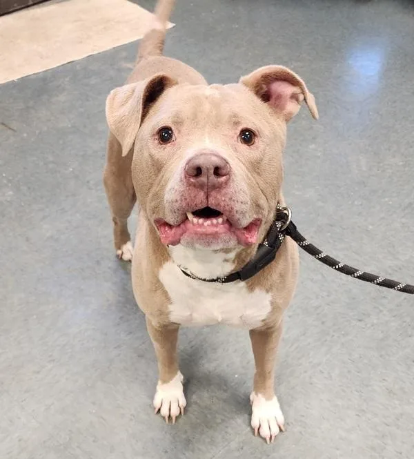 Sterling Silver thumbnail 2