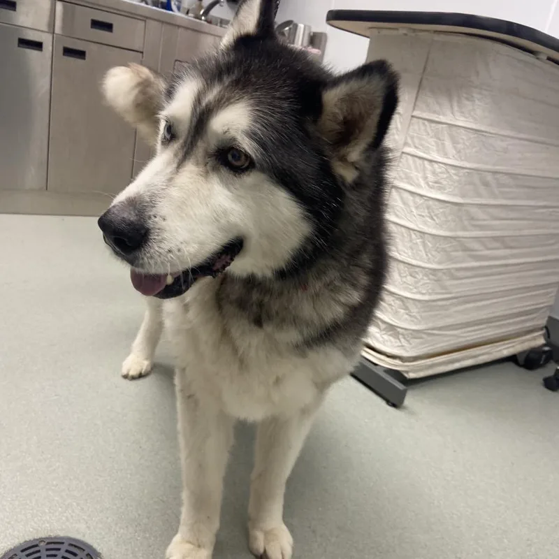 A senior large-sized male Black Alaskan Malamute dog named Shadow for adoption in Abilene, TX