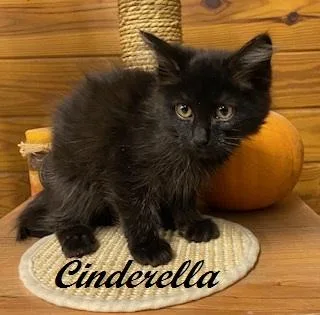 A baby medium-sized female Domestic Medium Hair cat named Cinderella take me for adoption in Southern Pines, NC