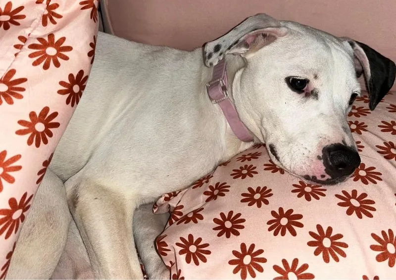 A young medium-sized female Black Dogo Argentino dog named Lulu for adoption in Houston, TX