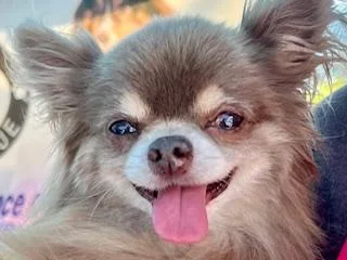 A senior small-sized male Brown / Chocolate Chihuahua dog named Ronnie for adoption in Ladson, SC