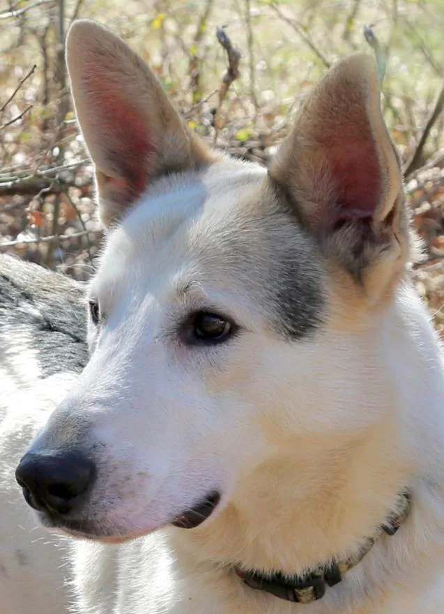 A young large-sized male White / Cream Shepherd dog named Scout for adoption in Spring, TX