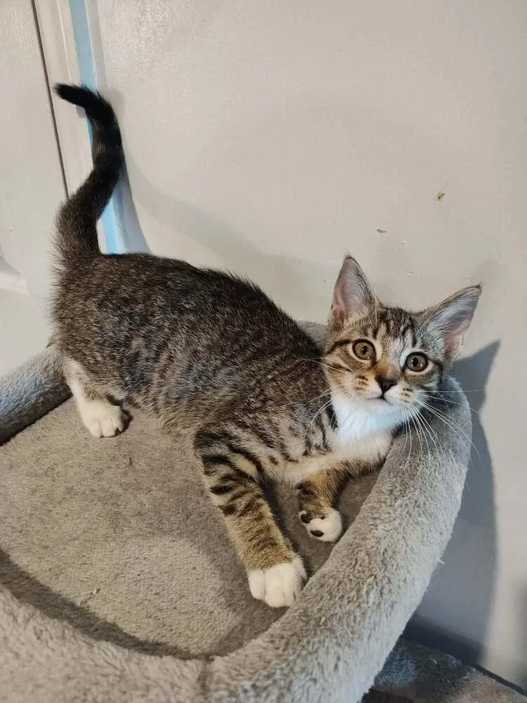 A baby small-sized female Domestic Short Hair cat named Chloe for adoption in Lewisburg, TN