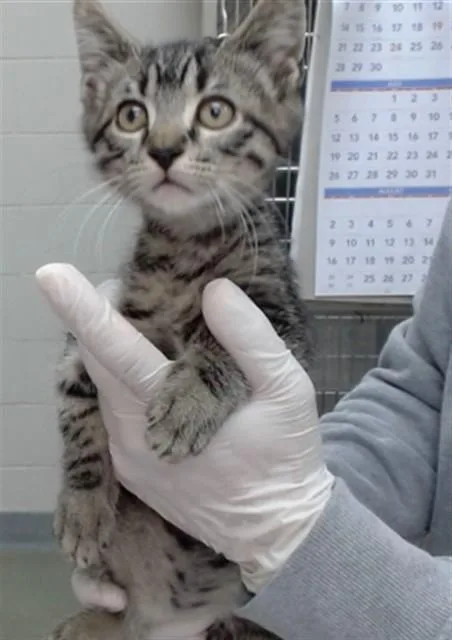 A baby medium-sized male Domestic Short Hair cat named Corlys for adoption in Salinas, CA