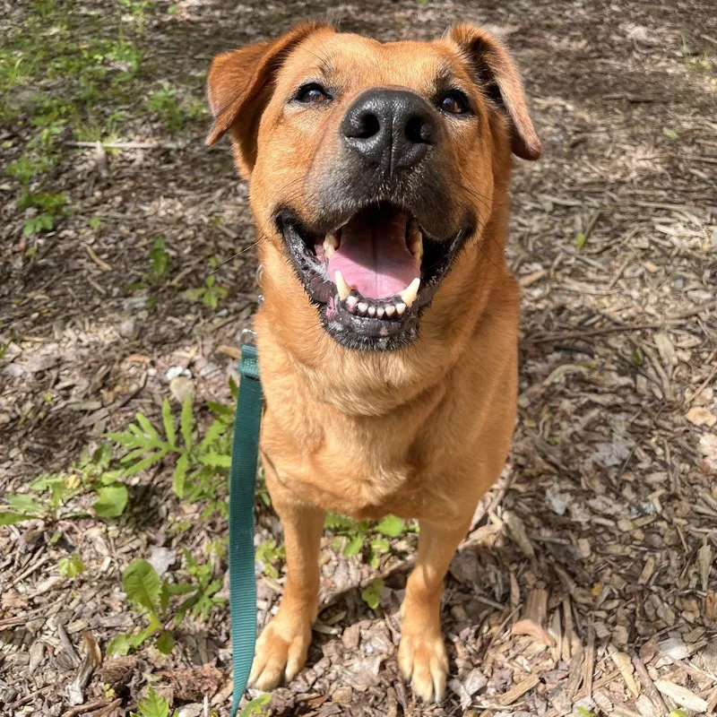 A senior large-sized male Red / Chestnut / Orange Mixed Breed dog named Simba for adoption in Fairport, NY