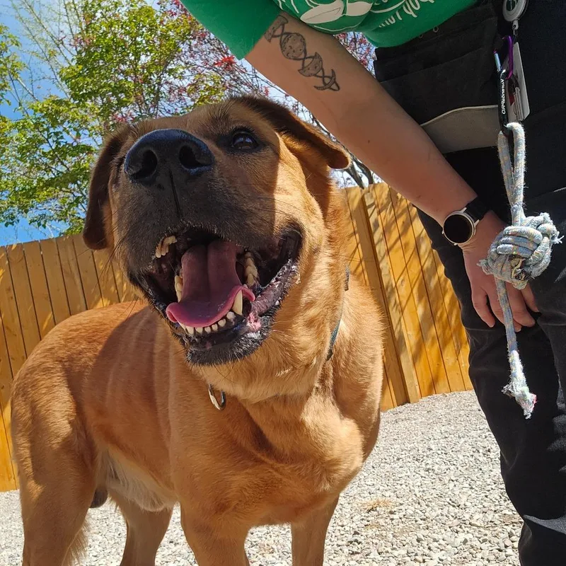 Simba thumbnail 5