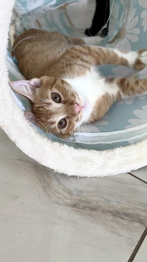 A baby small-sized male Orange & White Domestic Short Hair cat named Tribilin for adoption in Naranjito, PR