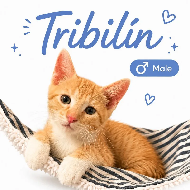 Tribilin thumbnail 3