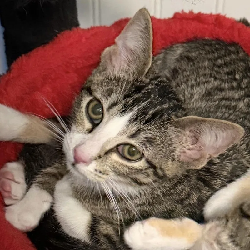 A baby small-sized female Domestic Short Hair cat named Turkey for adoption in Coralville, IA