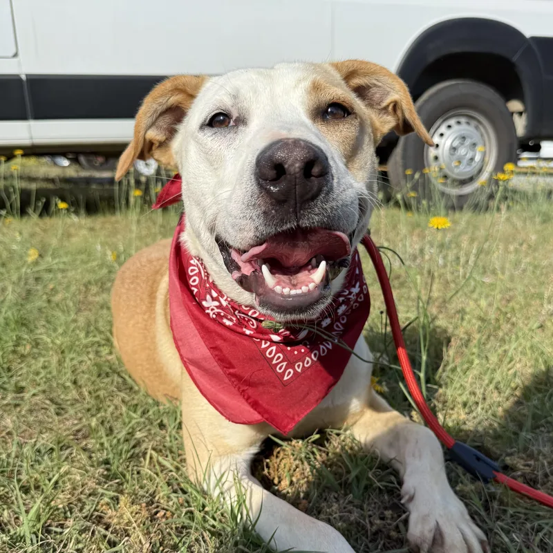 Buffalo Bill thumbnail 4