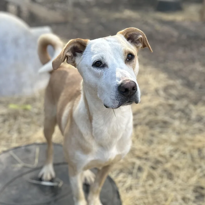 Buffalo Bill thumbnail 5