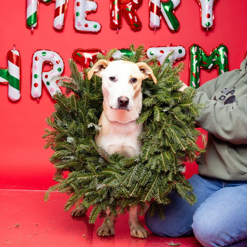 Buffalo Bill thumbnail 6