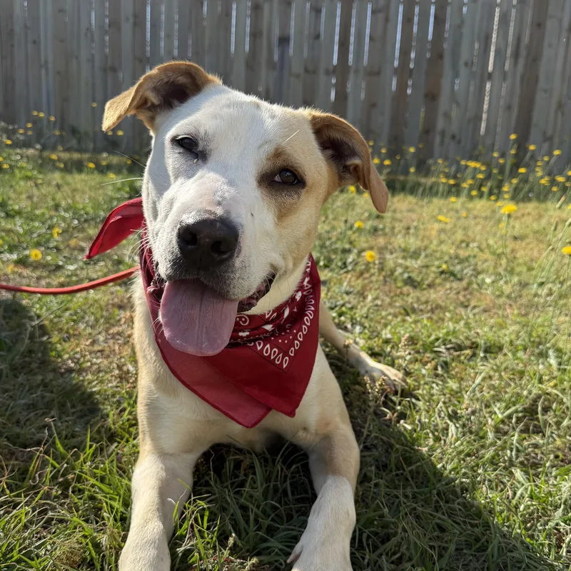 A young medium-sized male Yellow / Tan / Blond / Fawn Labrador Retriever dog named Buffalo Bill for adoption in Columbia, SC