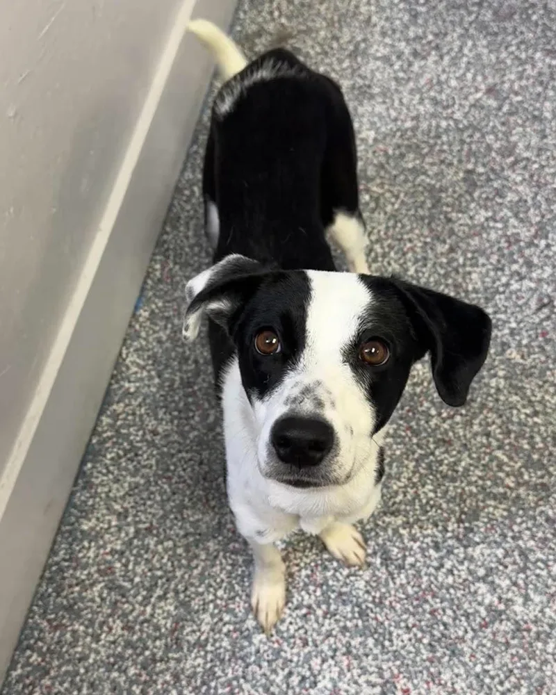 A young small-sized female Terrier dog named Pumpkin for adoption in Las Vegas, NV