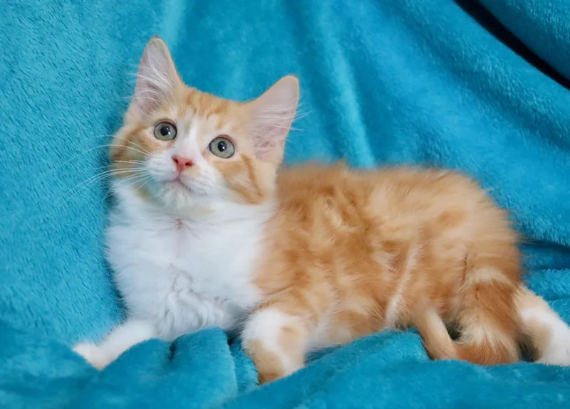 Cheery Calvin thumbnail 2