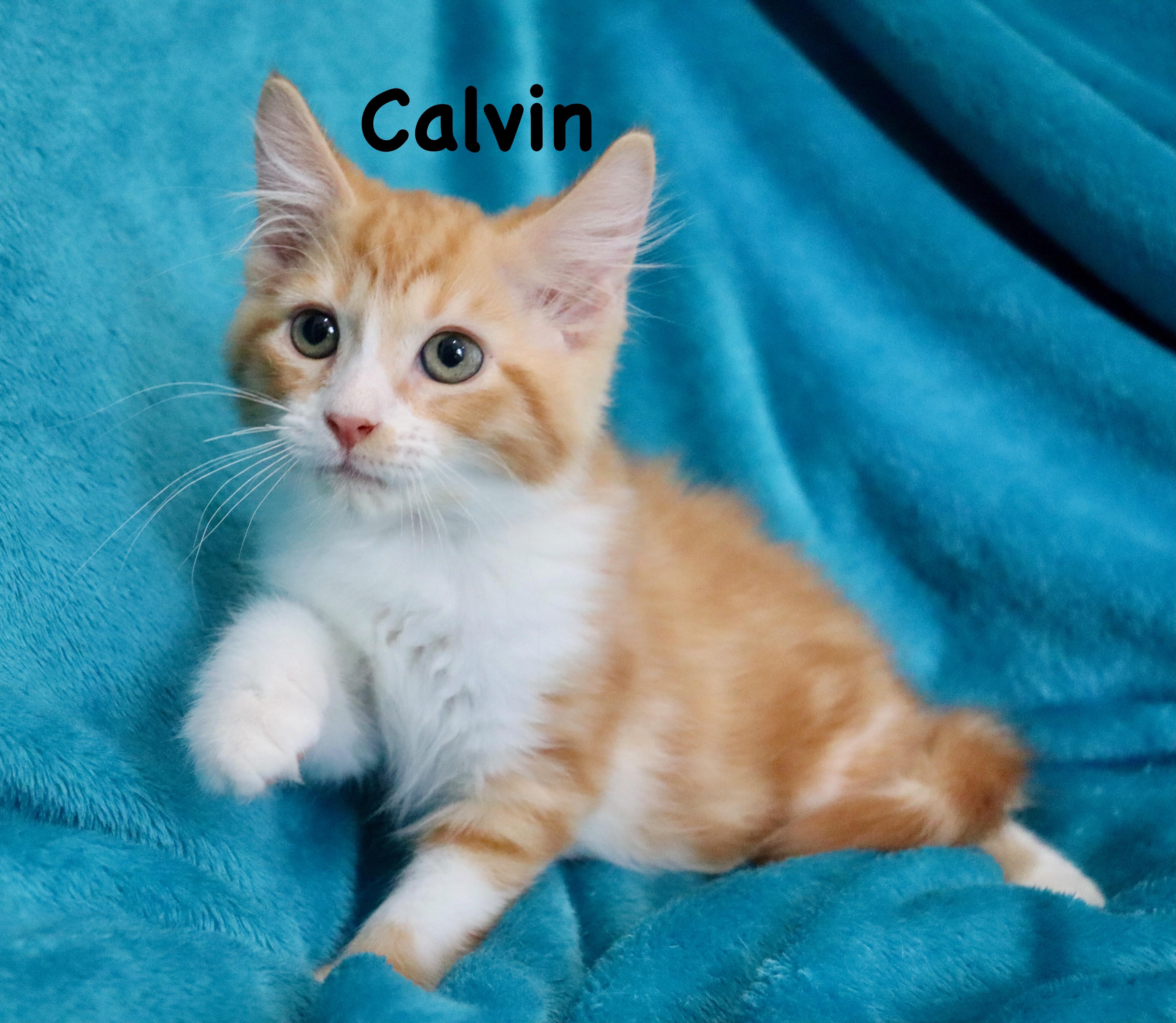 Cheery Calvin thumbnail 5