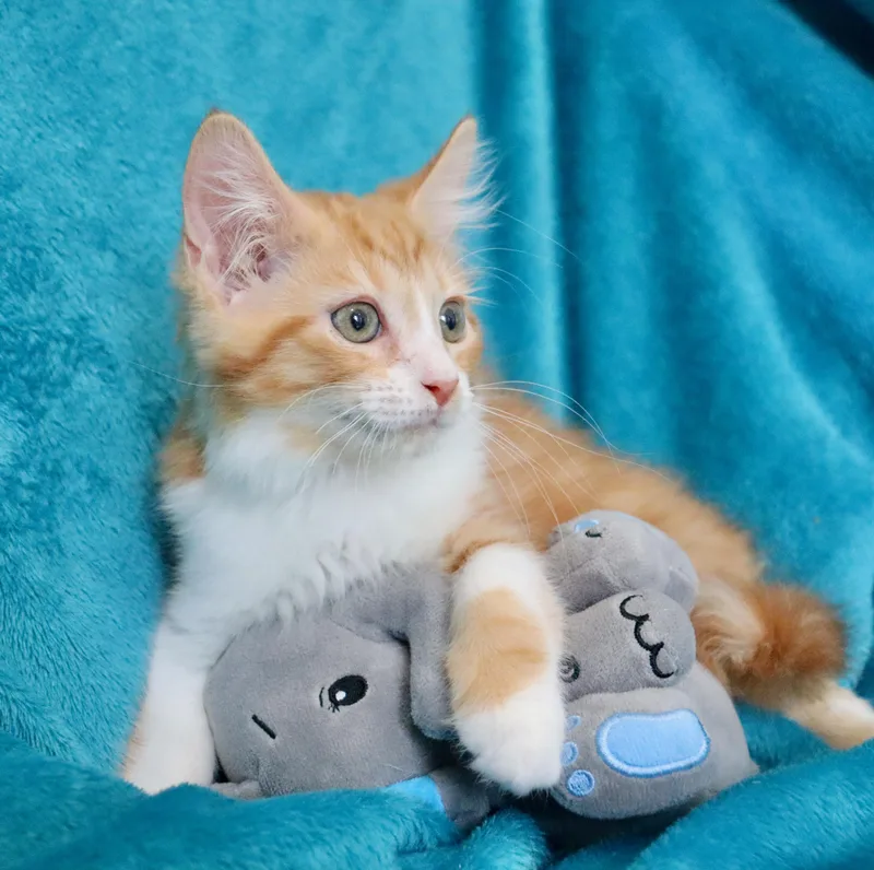 Cheery Calvin thumbnail 6