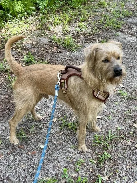 An adult medium-sized male Mixed Breed dog named Scooby for adoption in New Smyrna Beach, FL