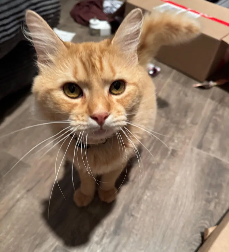 A young medium-sized male Tabby (Orange / Red) Tabby cat named Flynn for adoption in Houston, TX