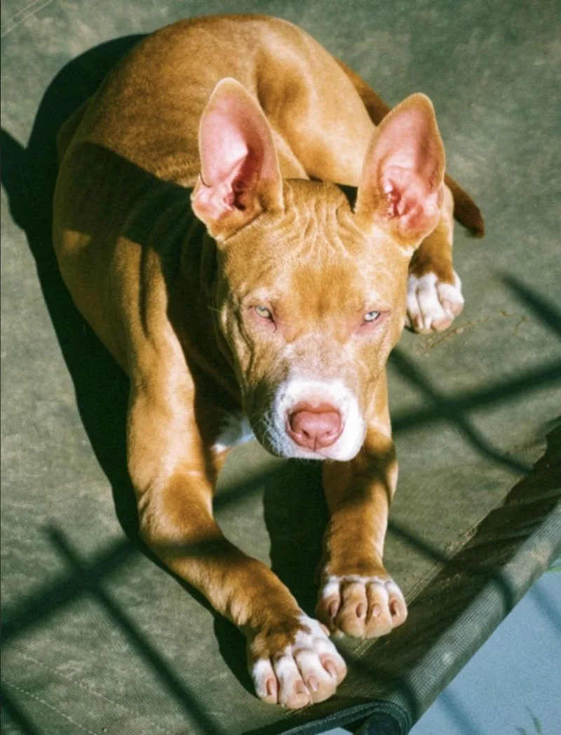 A baby medium-sized female Pit Bull Terrier dog named Jelly Bean for adoption in Philadelphia, PA