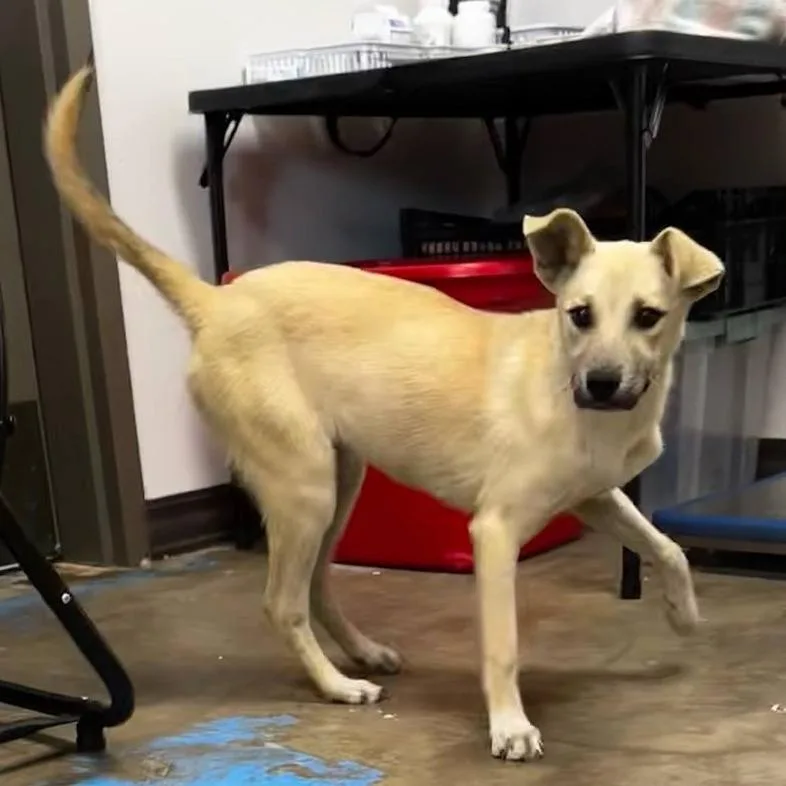 A young small-sized female Yellow / Tan / Blond / Fawn Shepherd dog named Valkyrie for adoption in Cleveland, MS