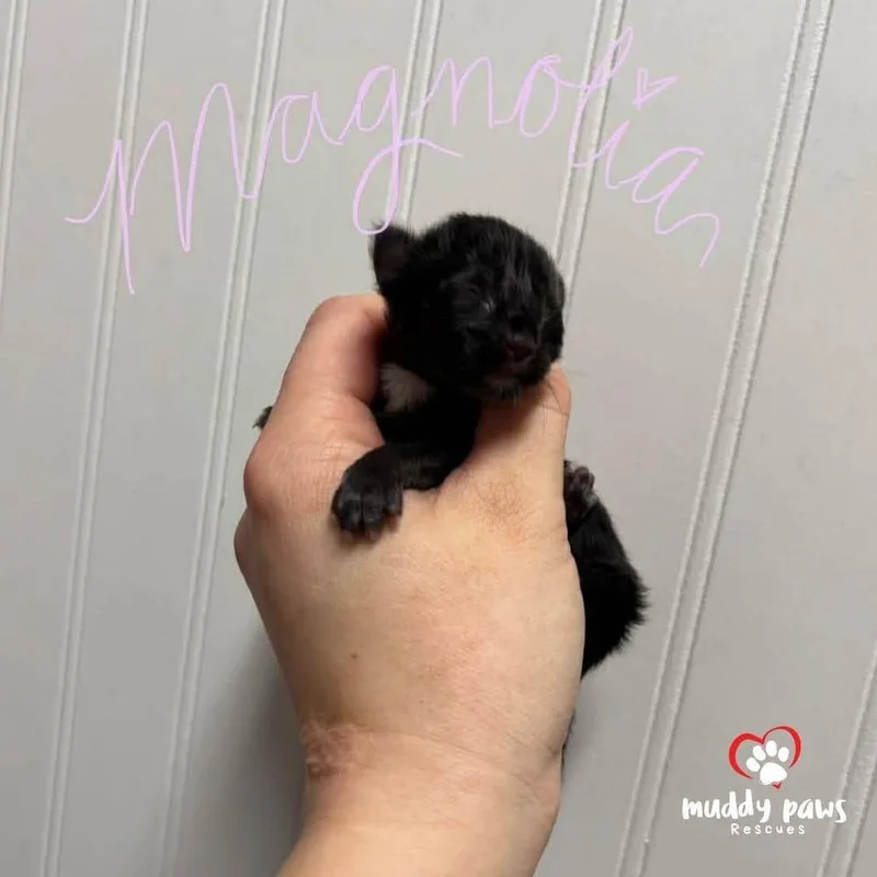 Shrub Litter:  Magnolia