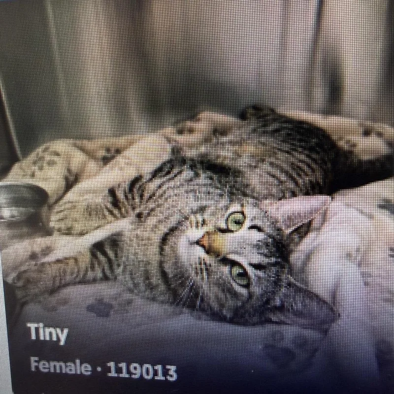 An adult medium-sized female Gray / Blue / Silver Domestic Short Hair cat named Tiny for adoption in Gonzales, LA