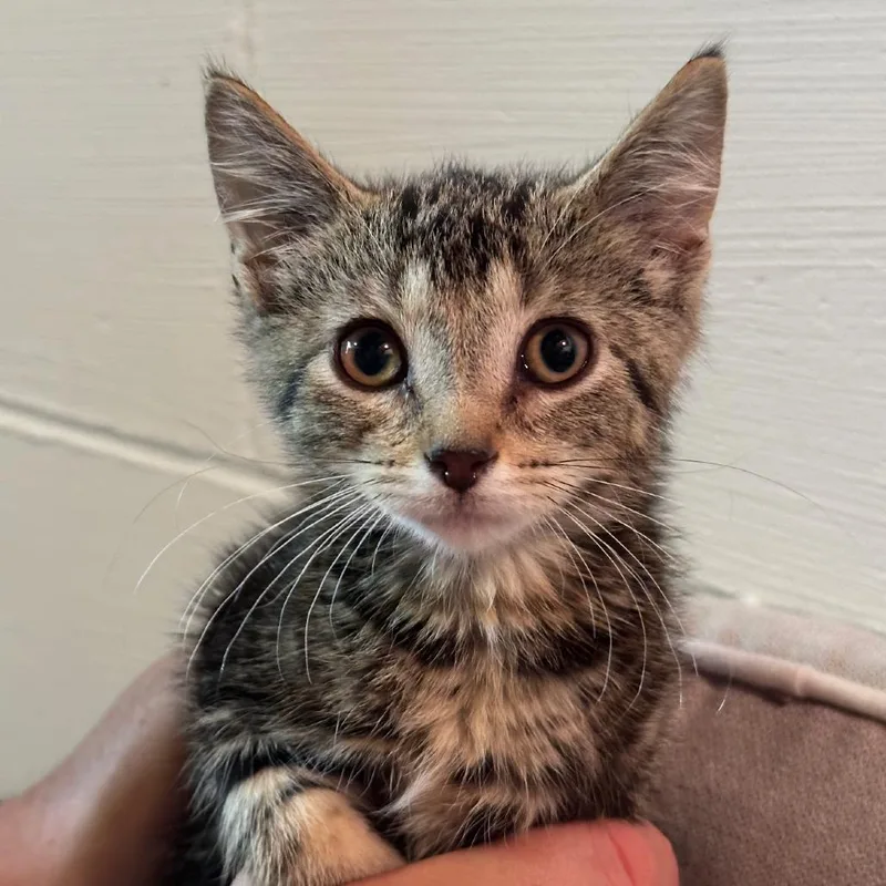 A baby small-sized female Brown / Chocolate Domestic Short Hair cat named Gert for adoption in Coralville, IA