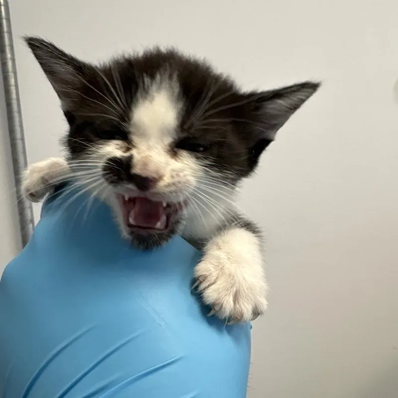 A baby small-sized female Domestic Short Hair cat named Irridesa for adoption in West Palm Beach, FL