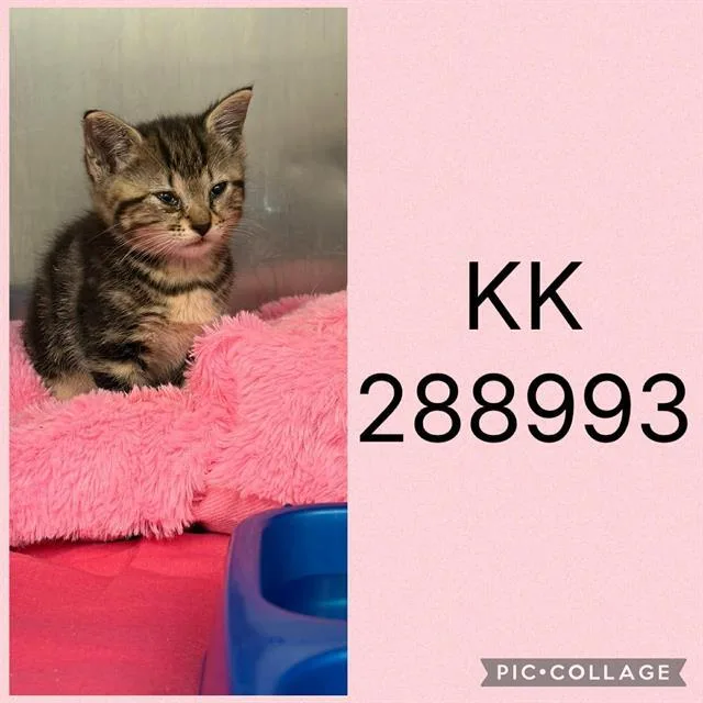 A baby small-sized female Domestic Short Hair cat named Kk for adoption in Macon, GA